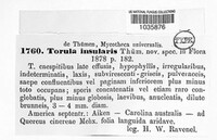 Torula insularis image